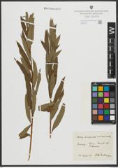 Foto von Salix purpurea L. x Salix viminalis L.